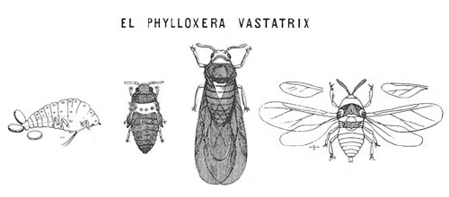 filoxera