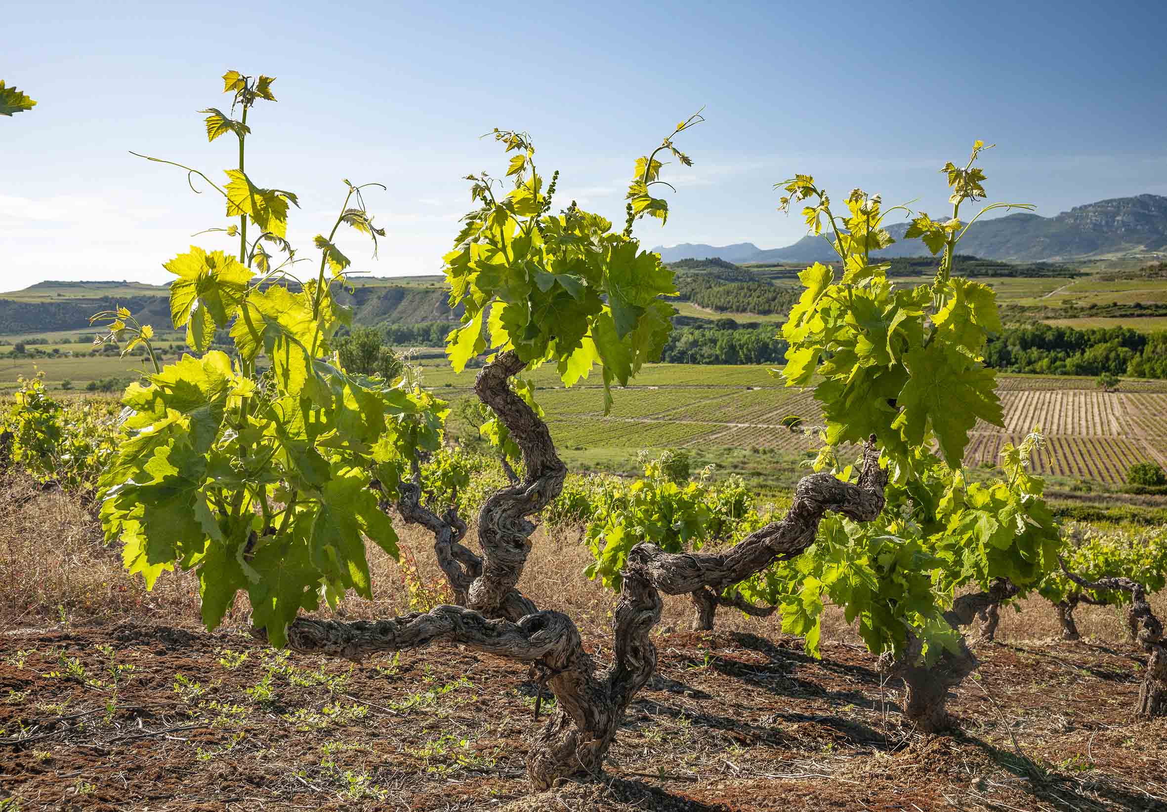 CEPA BODEGAS RIOJANAS