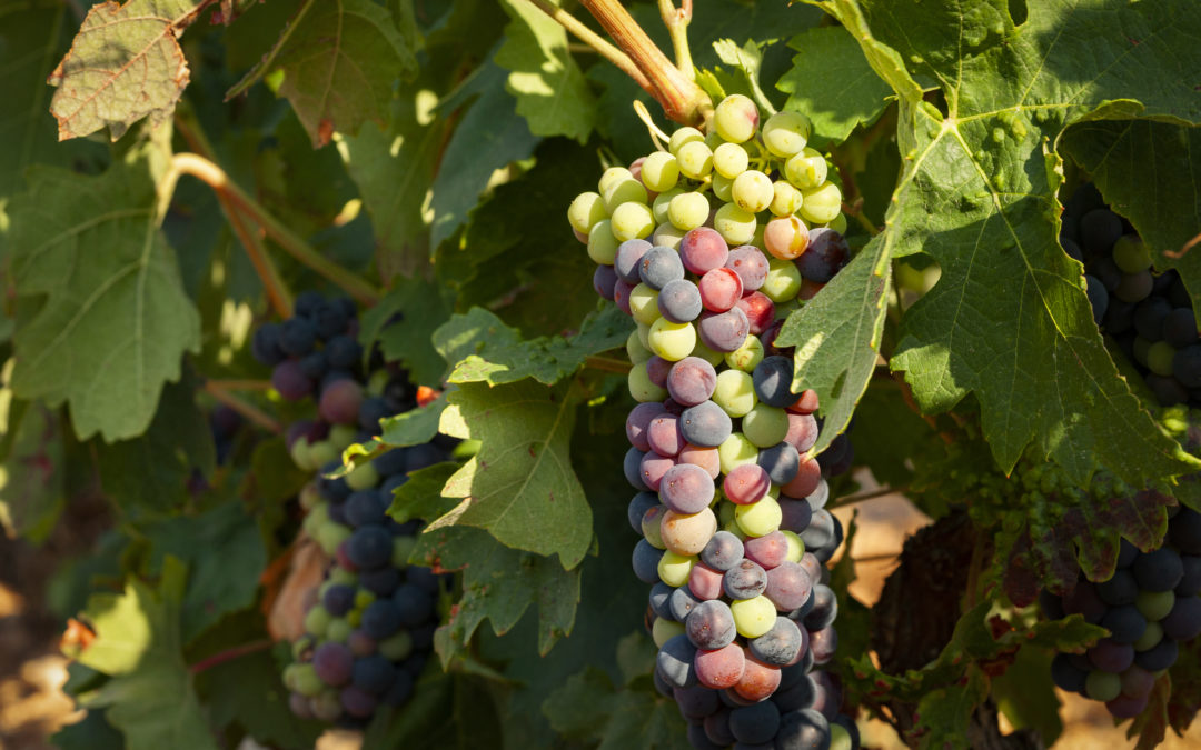 TIPOS DE UVAS TINTAS Y BLANCAS EN ESPAÑA