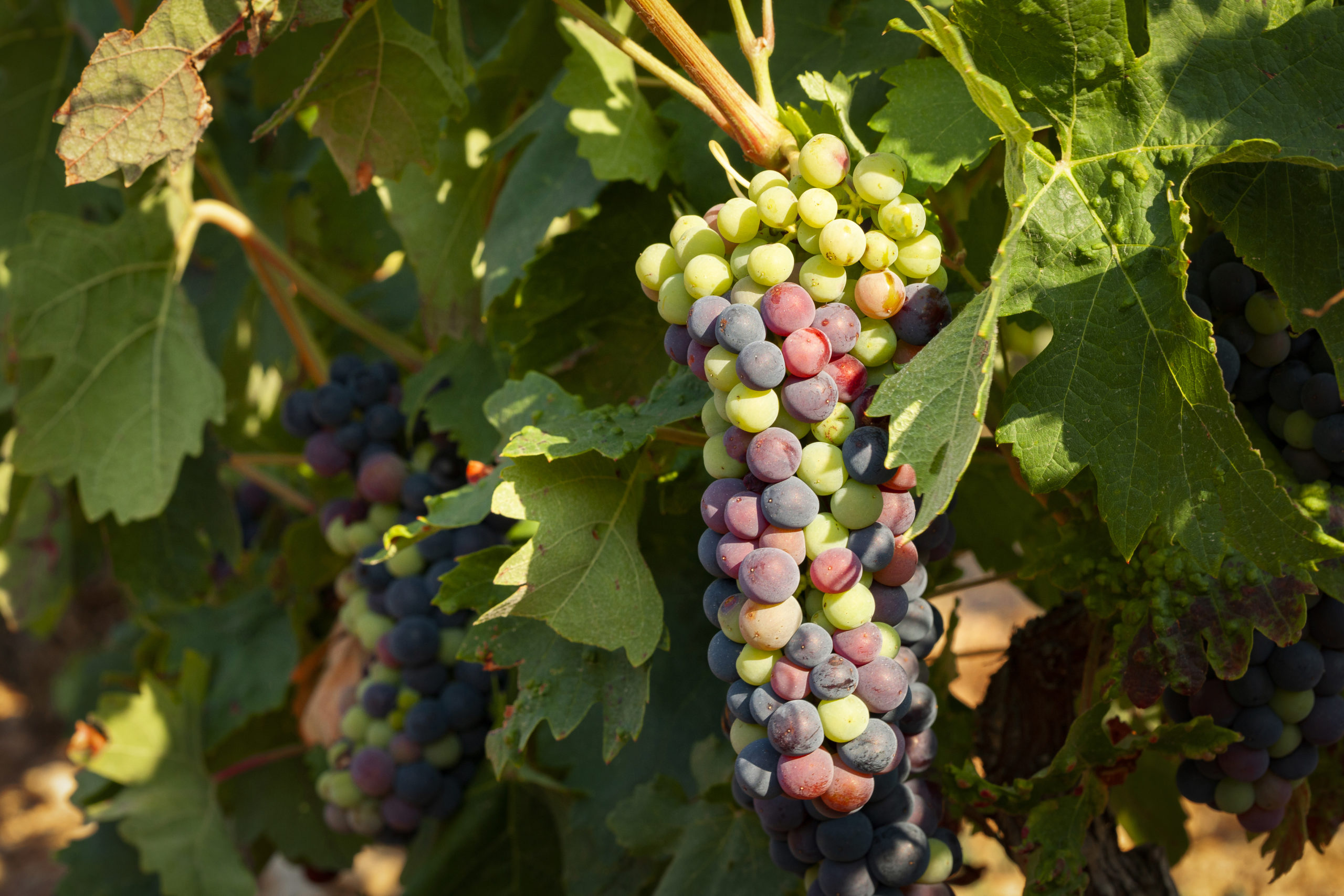 revista Física Oriental TIPOS DE UVAS TINTAS Y BLANCAS EN ESPAÑA - Bodegas Riojanas - Vinos de  Rioja - Visita nuestra bodega