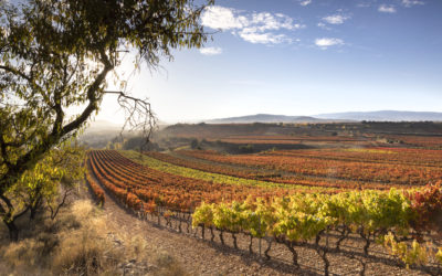 LA VENDIMIA EN LA RIOJA