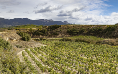 BODEGAS RIOJANAS OBTIENE EL SELLO SUSTAINABLE WINERIES FOR CLIMATE PROTECTION (SWFCP)